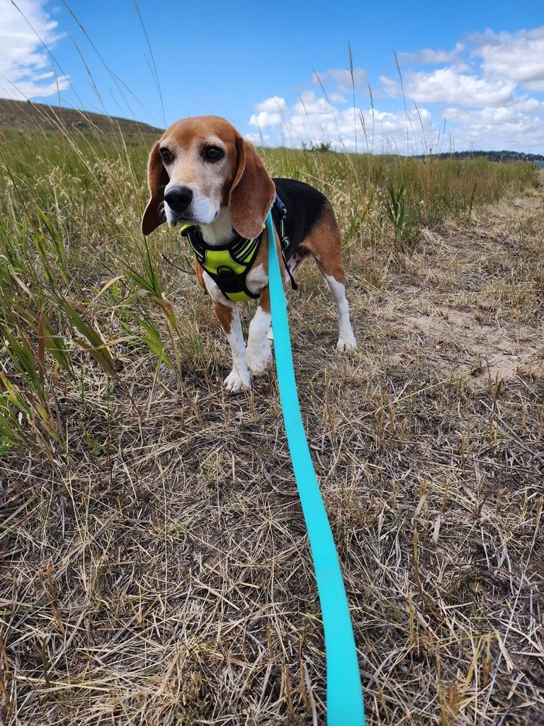 SEAMUS, an adoptable Beagle in Hartville, WY, 82215 | Photo Image 3