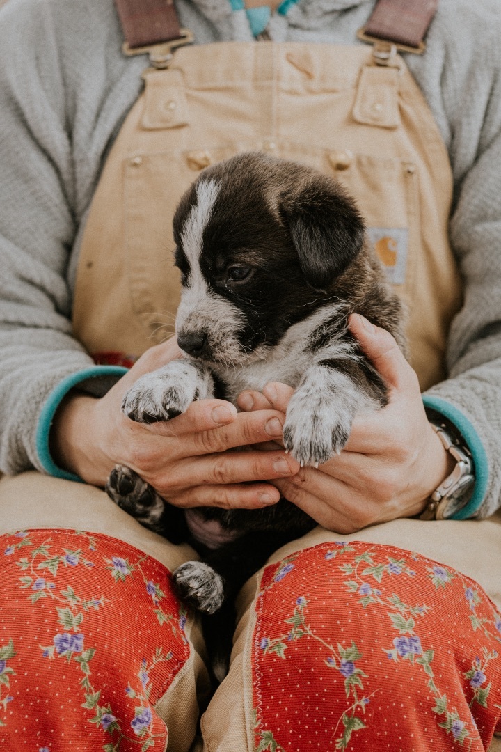 Eclair, an adoptable German Shepherd Dog Mix in Jackson, WY_image-1