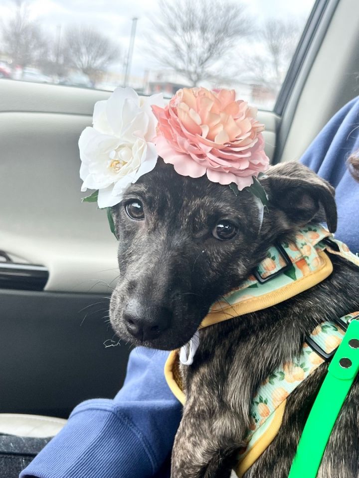 Dolly - Our Tiny Girl! 1