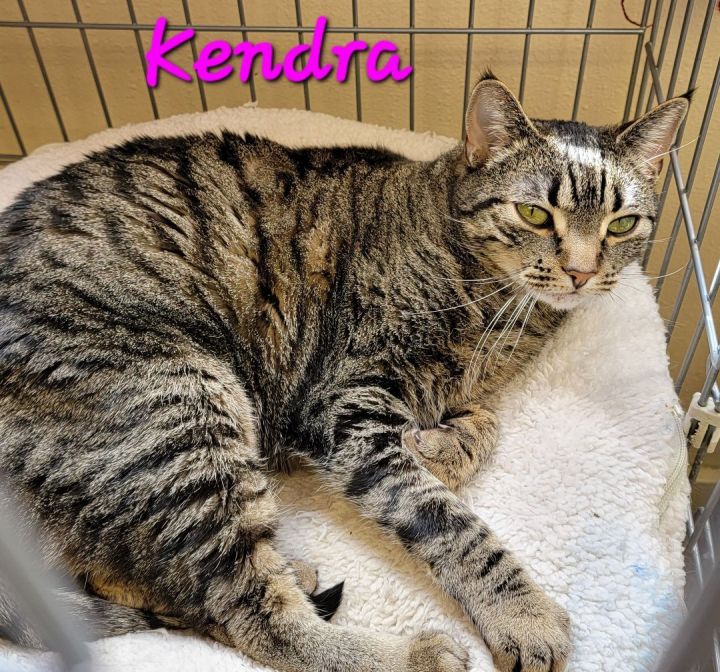 Kendra, an adoptable Domestic Short Hair Mix in Madras, OR_image-3