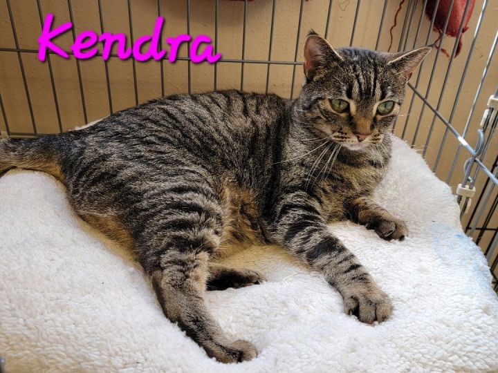 Kendra, an adoptable Domestic Short Hair Mix in Madras, OR_image-4