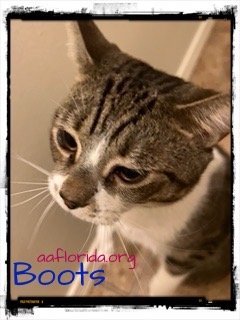 Boots, an adoptable Domestic Short Hair & Tabby Mix in Pensacola, FL_image-2