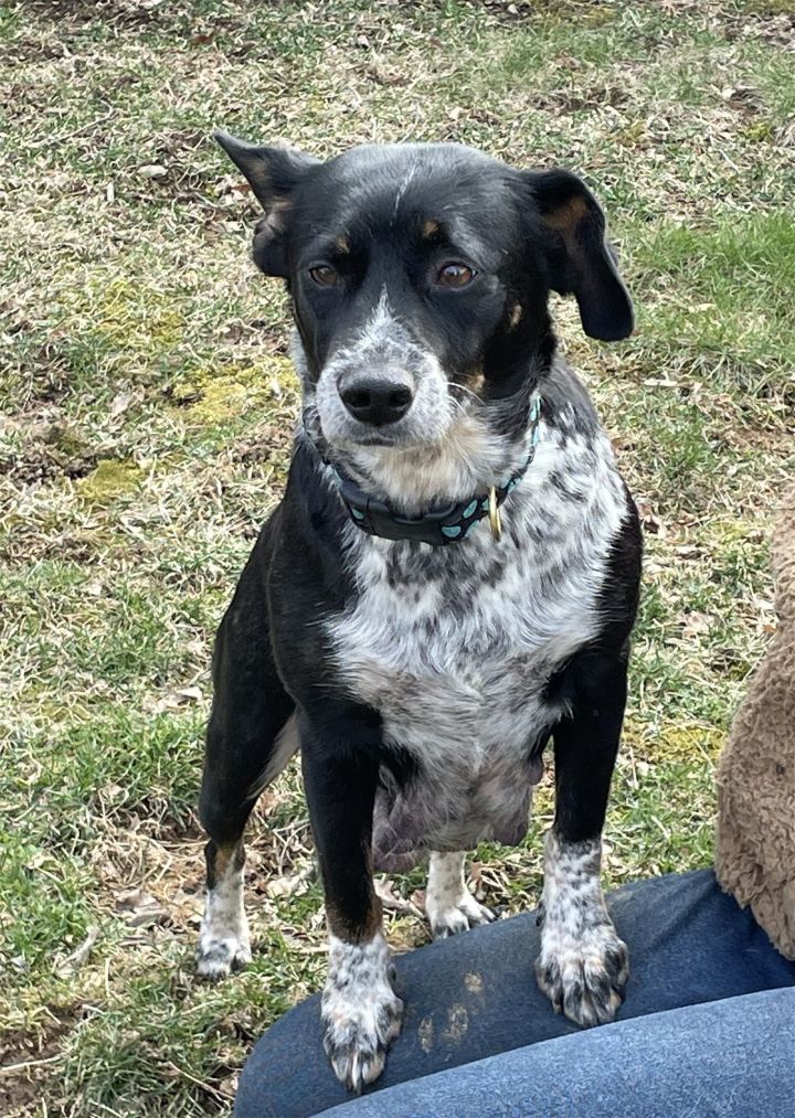 Matilda, an adoptable Australian Cattle Dog / Blue Heeler Mix in Mechanicsburg, PA_image-1