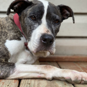 Sammie, an adoptable Pit Bull Terrier in Stahlstown, PA_image-5