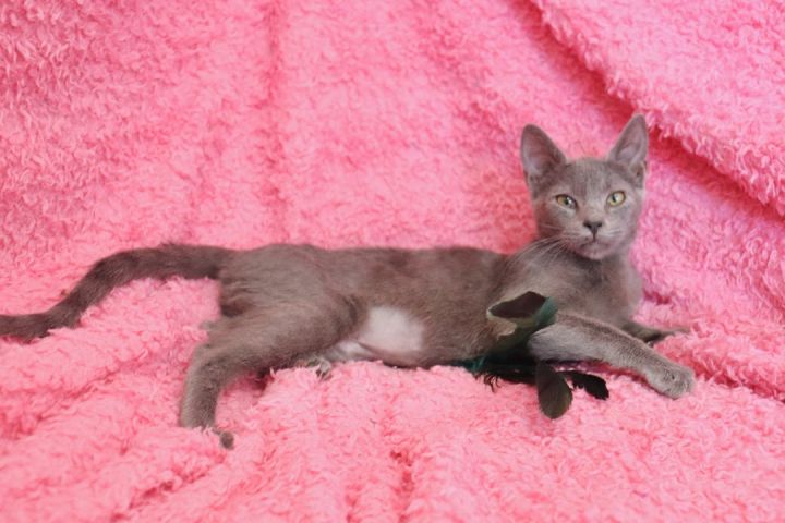 Paisley, an adoptable Russian Blue Mix in Saint Augustine, FL_image-2
