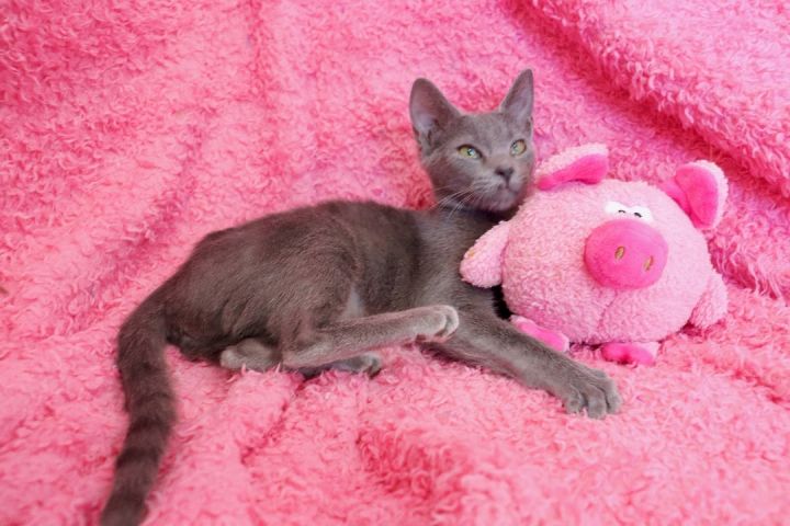 Paisley, an adoptable Russian Blue Mix in Saint Augustine, FL_image-5