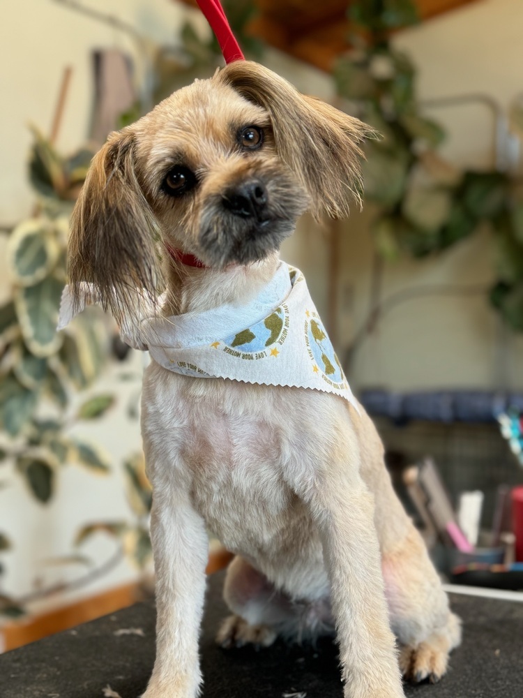 Hesper, an adoptable Pomeranian, Shih Tzu in Hereford, AZ, 85615 | Photo Image 1