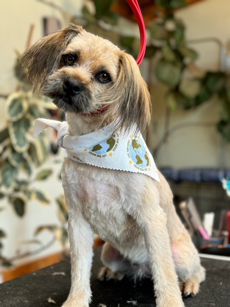 Hesper, an adoptable Pomeranian, Shih Tzu in Hereford, AZ, 85615 | Photo Image 2