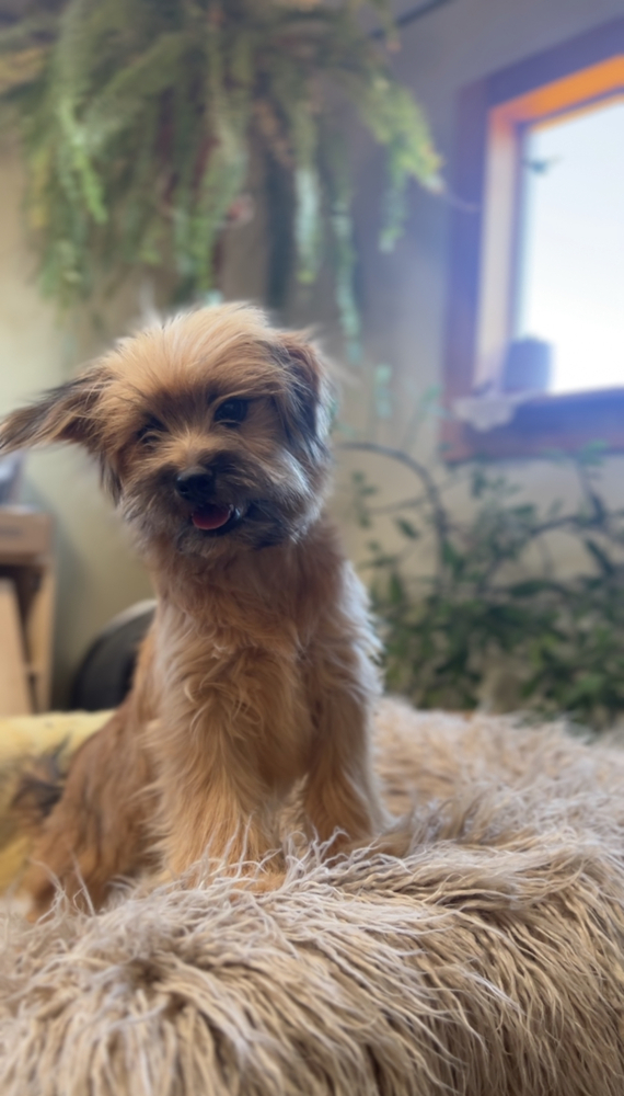 Hesper, an adoptable Pomeranian, Shih Tzu in Hereford, AZ, 85615 | Photo Image 3