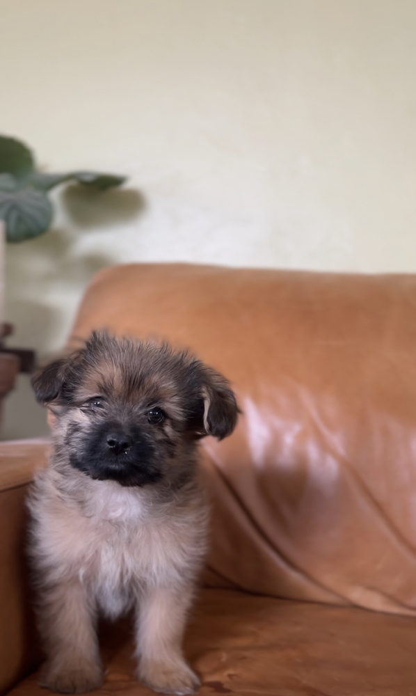 Hesper, an adoptable Pomeranian, Shih Tzu in Hereford, AZ, 85615 | Photo Image 4