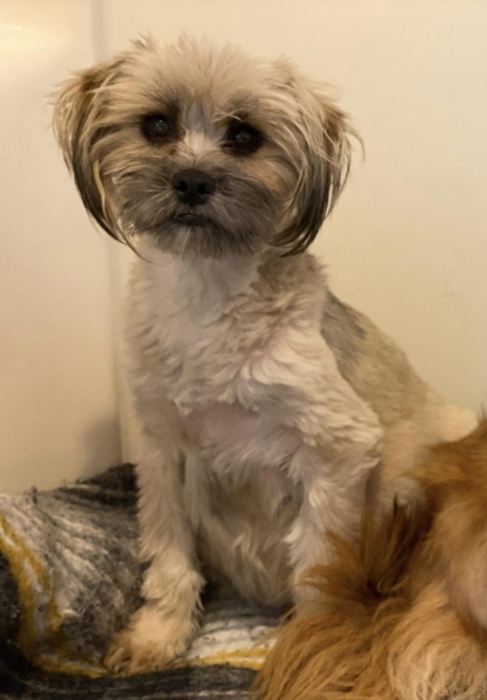 Hesper, an adoptable Pomeranian, Shih Tzu in Hereford, AZ, 85615 | Photo Image 5