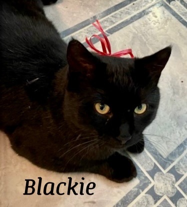 Blackie 1