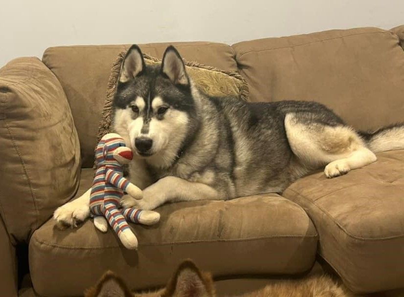 Balto , an adoptable Siberian Husky in Burnaby, BC, V5B 4G5 | Photo Image 2