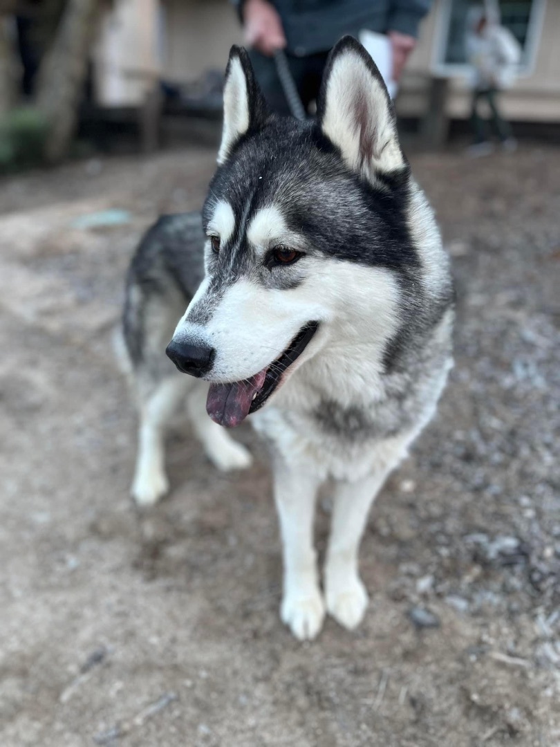 Balto , an adoptable Siberian Husky in Burnaby, BC, V5B 4G5 | Photo Image 1