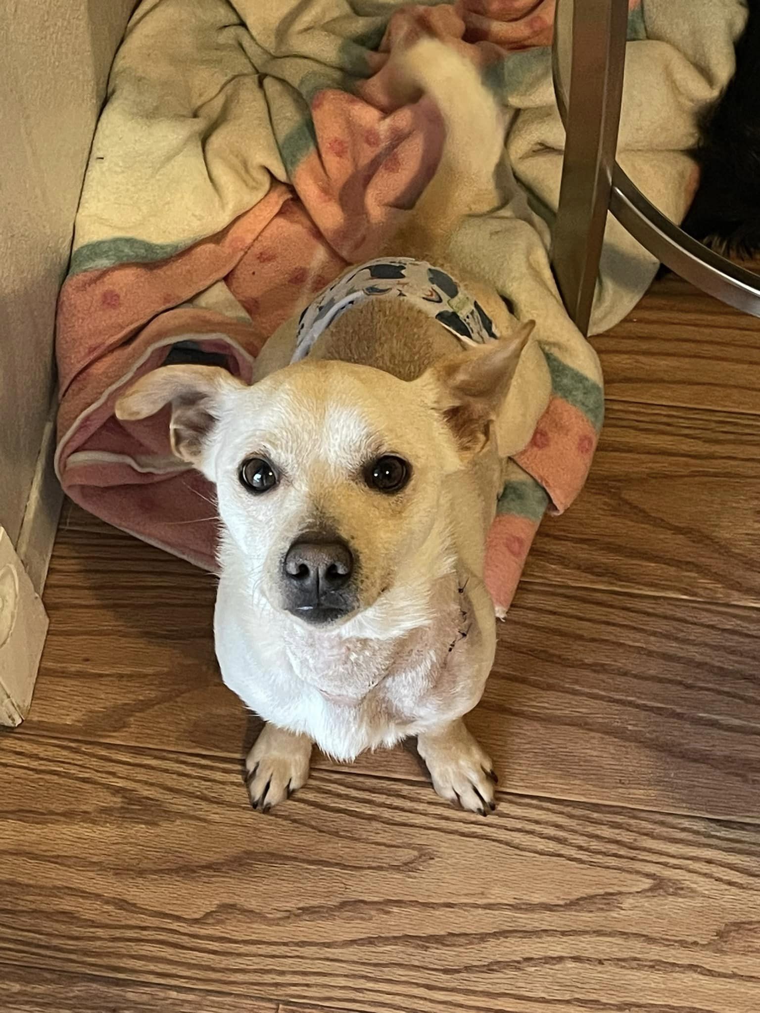 Snickers, an adoptable Chiweenie in West Richland, WA, 99353 | Photo Image 1
