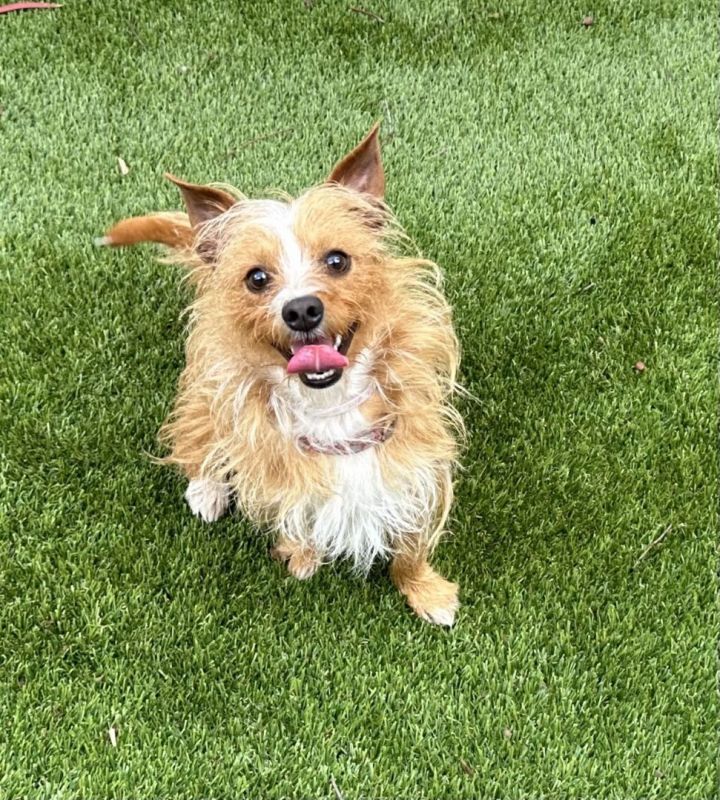 Finley , an adoptable Australian Terrier & Cairn Terrier Mix in Los Alamitos, CA_image-4