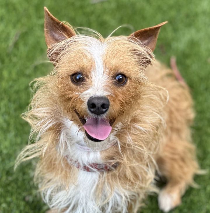 Finley , an adoptable Australian Terrier & Cairn Terrier Mix in Los Alamitos, CA_image-5