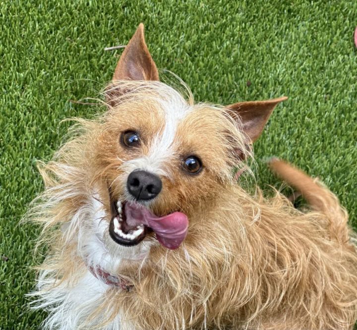 Finley , an adoptable Australian Terrier & Cairn Terrier Mix in Los Alamitos, CA_image-1
