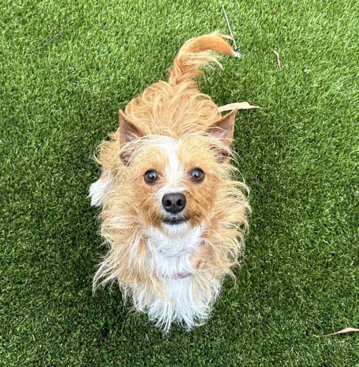 Finley , an adoptable Australian Terrier & Cairn Terrier Mix in Los Alamitos, CA_image-6