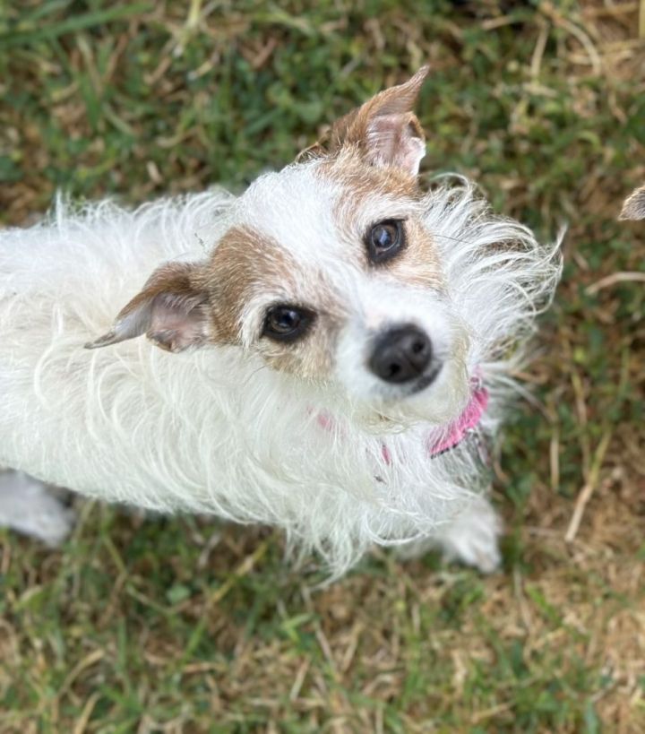 Sharon , an adoptable Jack Russell Terrier Mix in Los Alamitos, CA_image-5