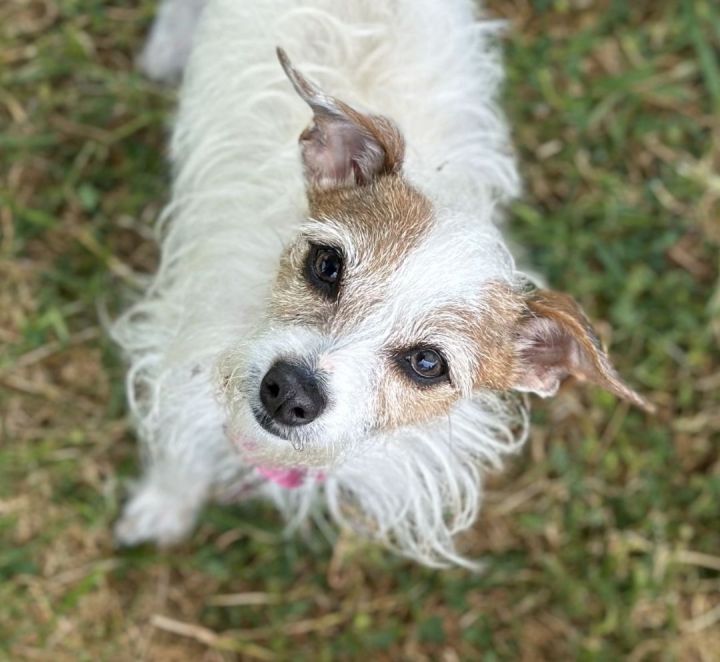 Sharon , an adoptable Jack Russell Terrier Mix in Los Alamitos, CA_image-6