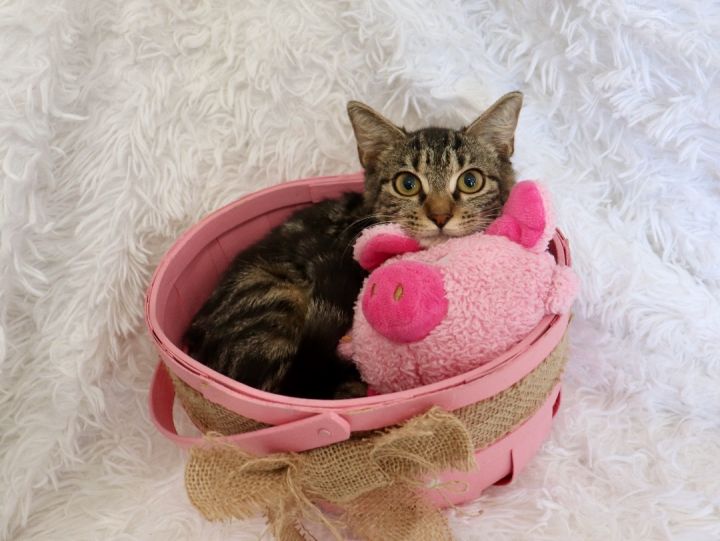 Terry, an adoptable Tabby in Saint Augustine, FL_image-2