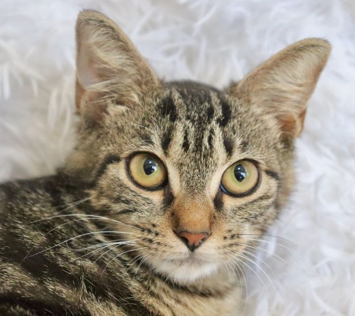 Terry, an adoptable Tabby in Saint Augustine, FL_image-3