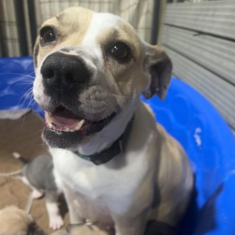 Jonsie, an adoptable English Bulldog, Mixed Breed in Hackett, AR, 72937 | Photo Image 2