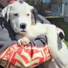 Gumdrop Puppy - (Sugar's Puppy) Available Mar. 26th