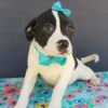 Taffy Puppy - ( Sugar's Puppy) - Available Mar. 26th