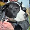 Taffy Puppy - ( Sugar's Puppy) - Available Mar. 26th