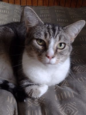 Willow