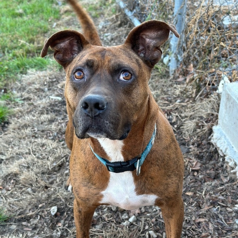 Kane, an adoptable Pit Bull Terrier, Mixed Breed in Marion, OH, 43302 | Photo Image 1