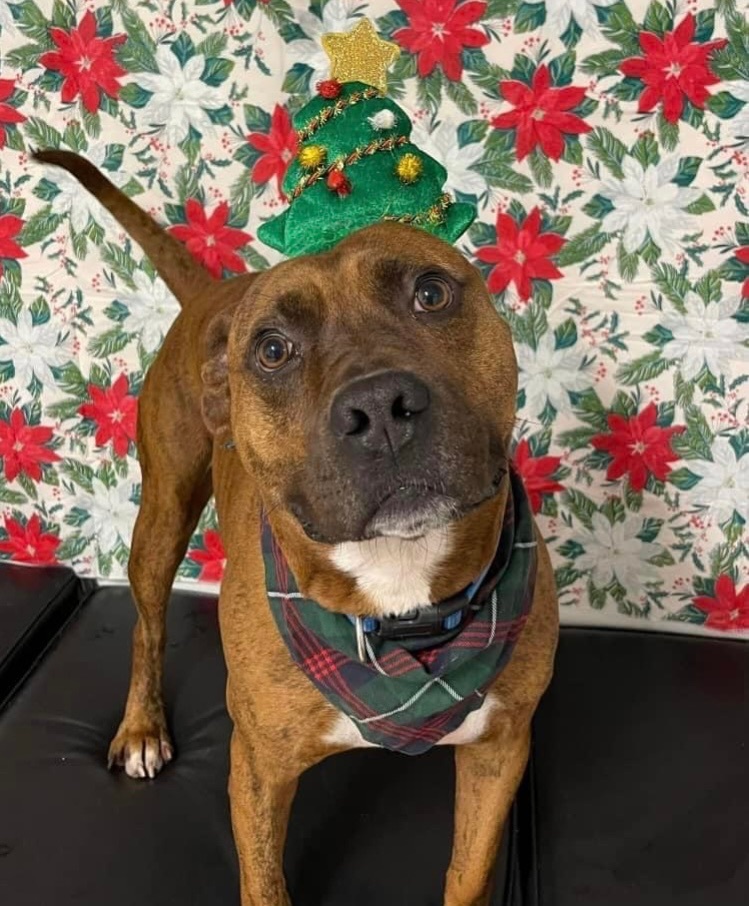 Kane, an adoptable Pit Bull Terrier, Mixed Breed in Marion, OH, 43302 | Photo Image 3