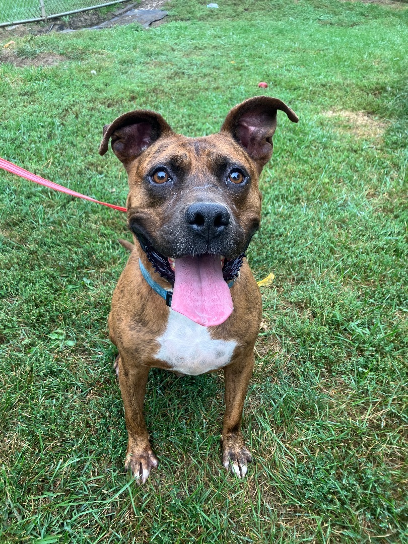 Kane, an adoptable Pit Bull Terrier, Mixed Breed in Marion, OH, 43302 | Photo Image 4