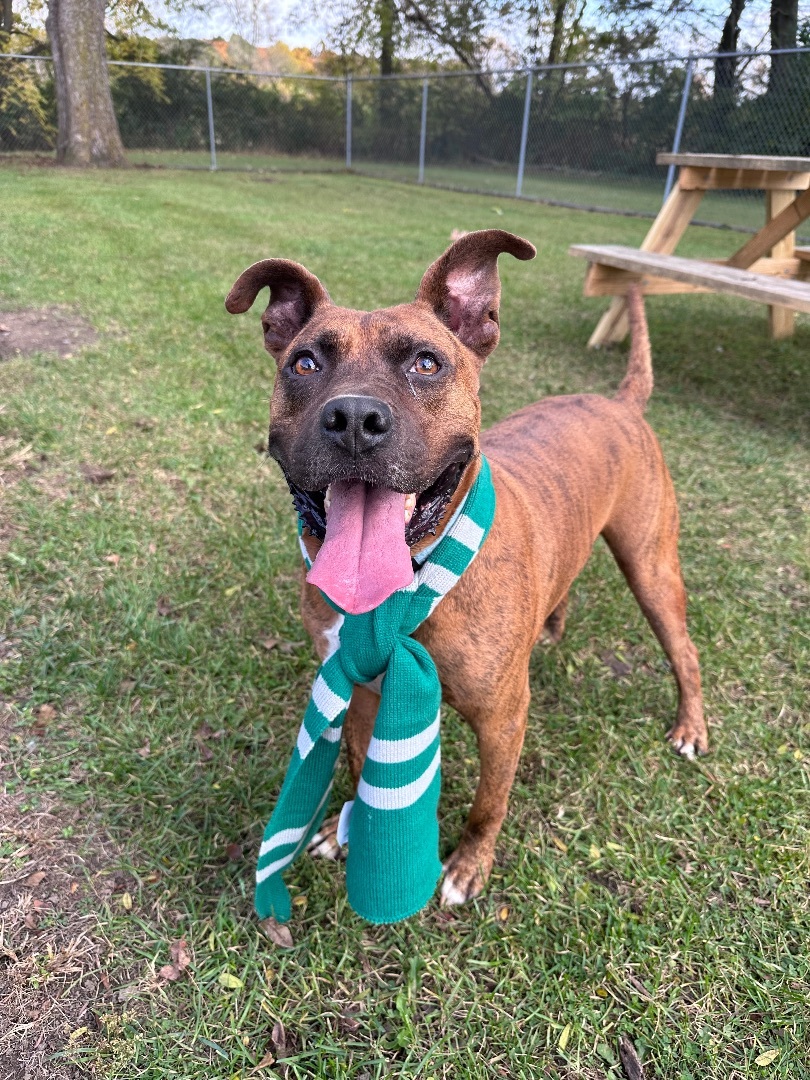 Kane, an adoptable Pit Bull Terrier, Mixed Breed in Marion, OH, 43302 | Photo Image 6