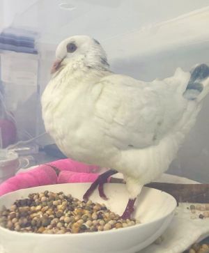 Freedom is a rescued king pigeon who either was the victim of a ceremonial relea