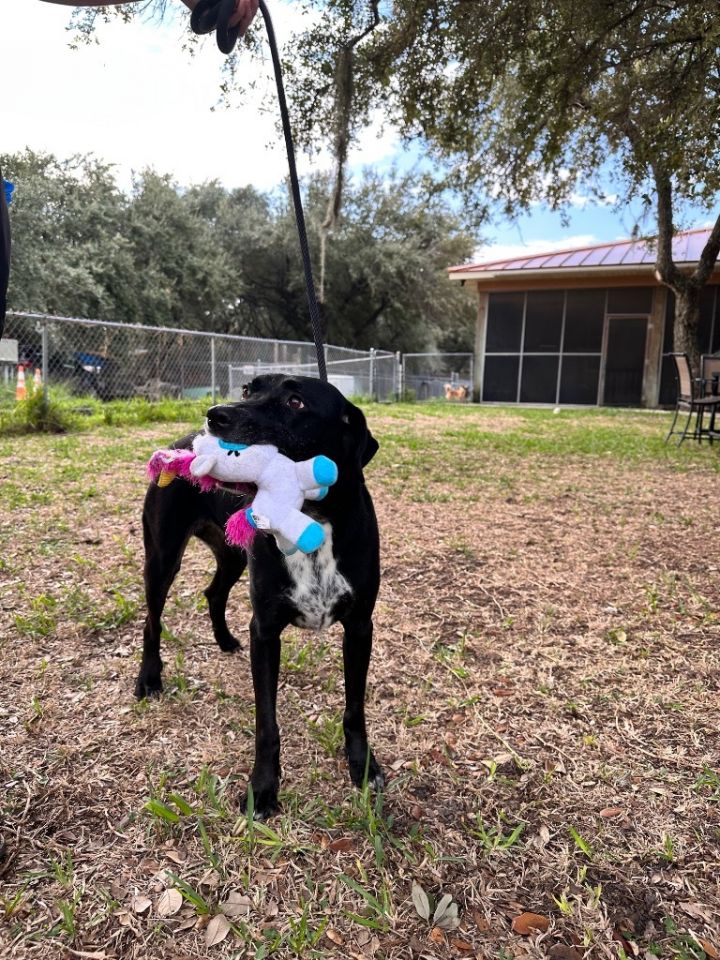 Dora, an adoptable Labrador Retriever & Rottweiler Mix in Fulton, TX_image-1