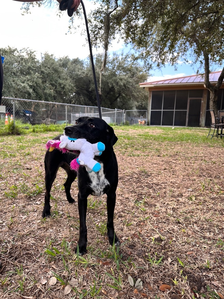 Dora, an adoptable Labrador Retriever, Rottweiler in Fulton, TX, 78358 | Photo Image 1