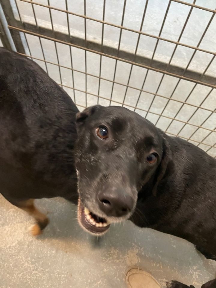 Dora, an adoptable Labrador Retriever & Rottweiler Mix in Fulton, TX_image-2