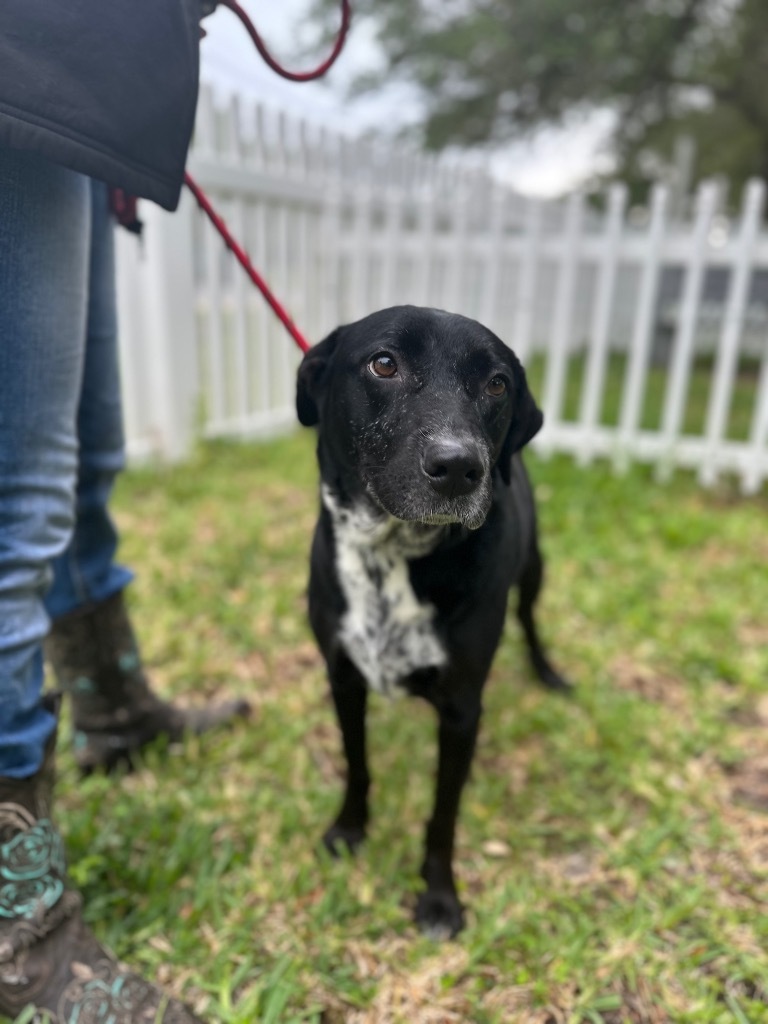 Dora, an adoptable Labrador Retriever, Rottweiler in Fulton, TX, 78358 | Photo Image 4