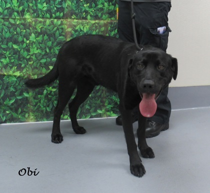 Obi, an adoptable Black Labrador Retriever in Perth, ON, K7H 3C3 | Photo Image 1