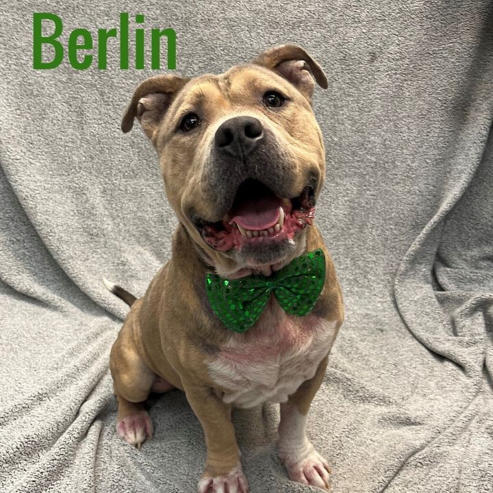 dog-for-adoption-berlin-an-american-bulldog-in-pleasantville-nj