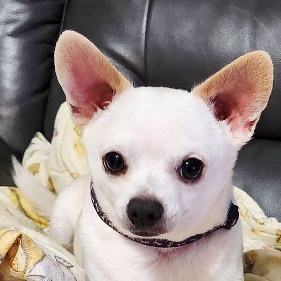 Casper, an adopted Chihuahua in Oklahoma City, OK_image-1