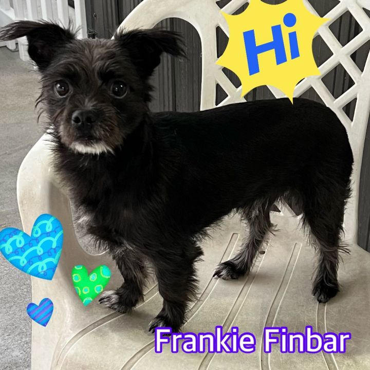 Frankie Finbar , an adoptable Schnauzer in Hollywood, FL_image-1