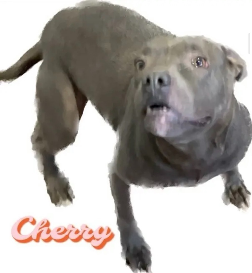 Cherry, an adoptable Pit Bull Terrier in Canyon, TX, 79015 | Photo Image 1