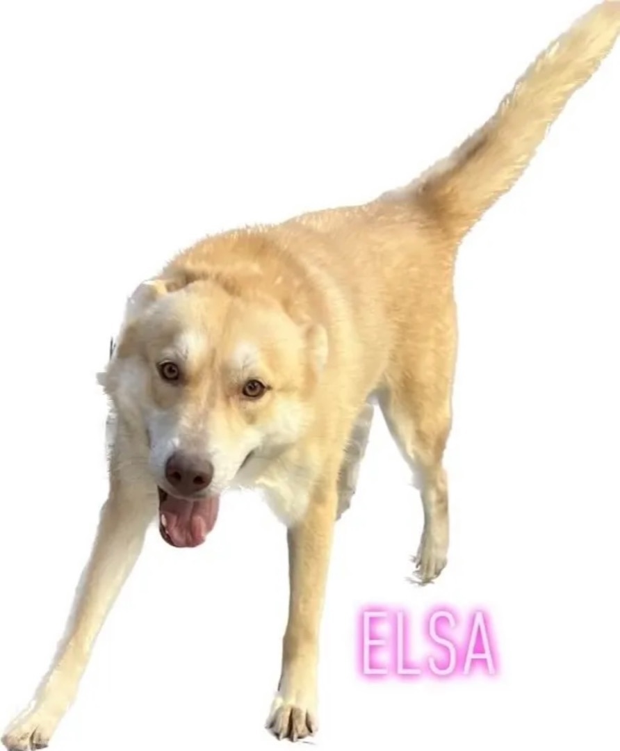 Elsa, an adoptable Husky in Canyon, TX, 79015 | Photo Image 1