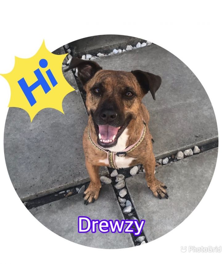 Drewzy, an adoptable Terrier in Hollywood, FL_image-1