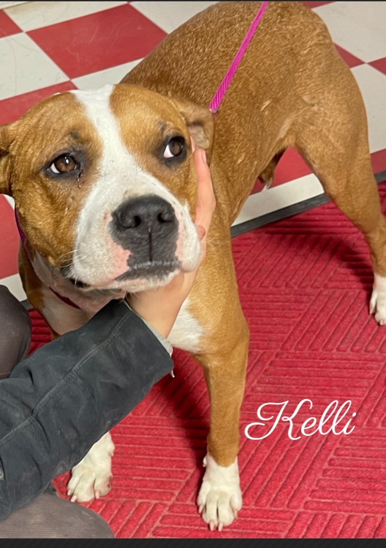 Kelli, an adoptable Pit Bull Terrier in Canyon, TX, 79015 | Photo Image 1