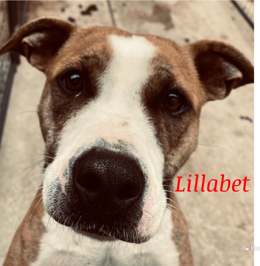 Lillibet, an adoptable Mixed Breed in Canyon, TX, 79015 | Photo Image 1